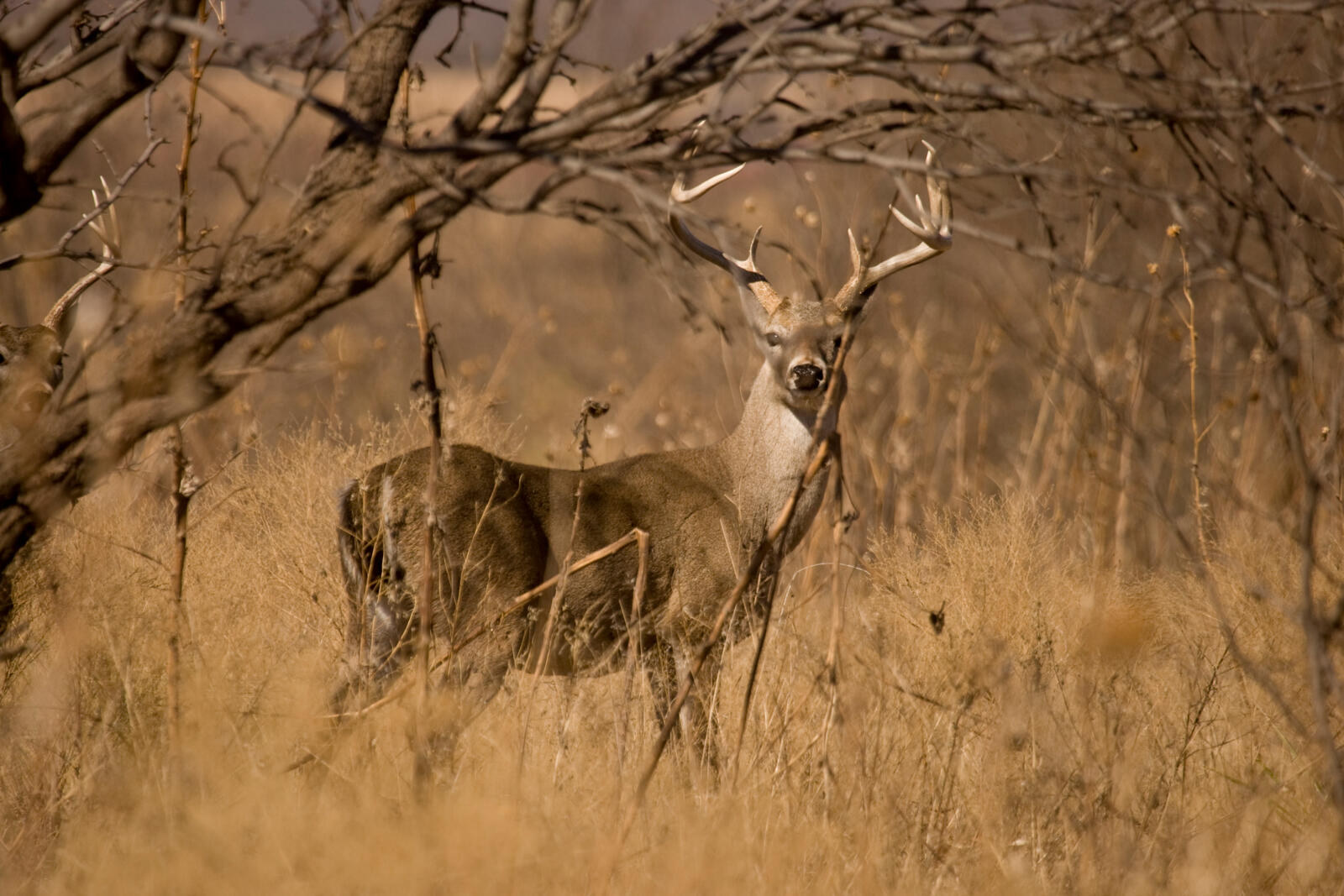 Online marketplace connects hunters and landowners | Successful Farming