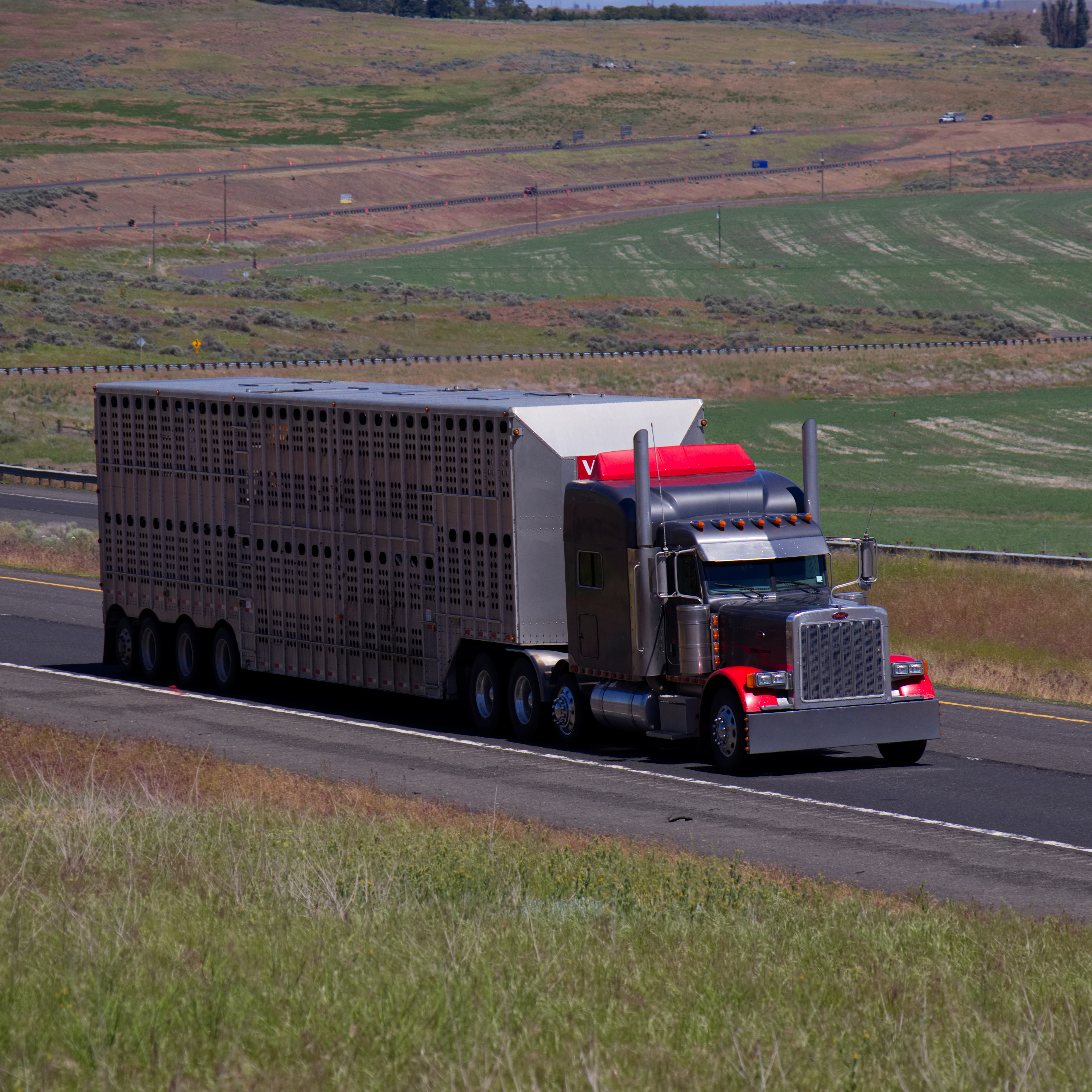 safety-exemptions-for-livestock-haulers-raise-concerns-for-others-on-the-road-successful-farming