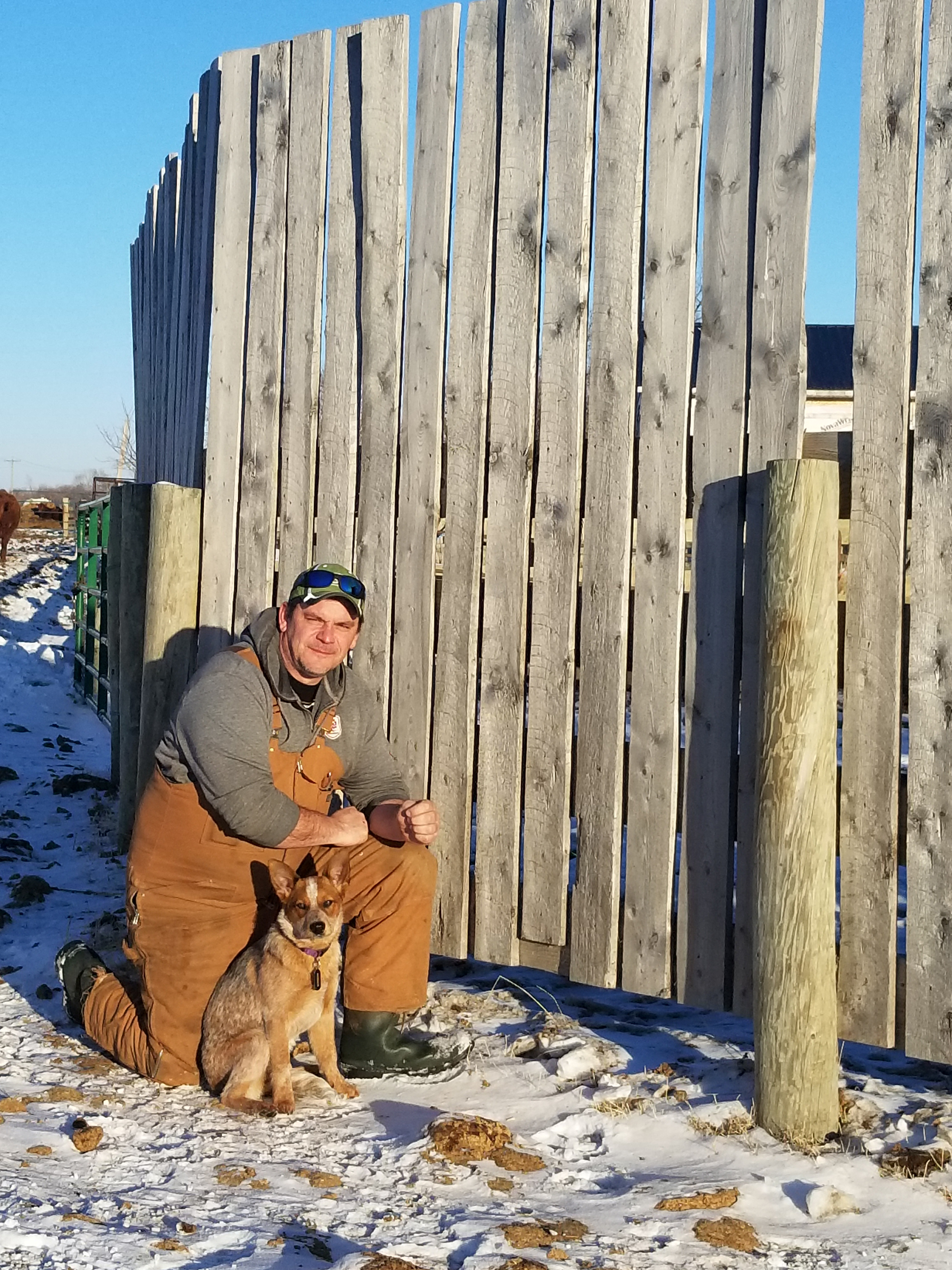 Windbreaks Increase Cow Comfort While Lowering Energy Needs | Successful  Farming