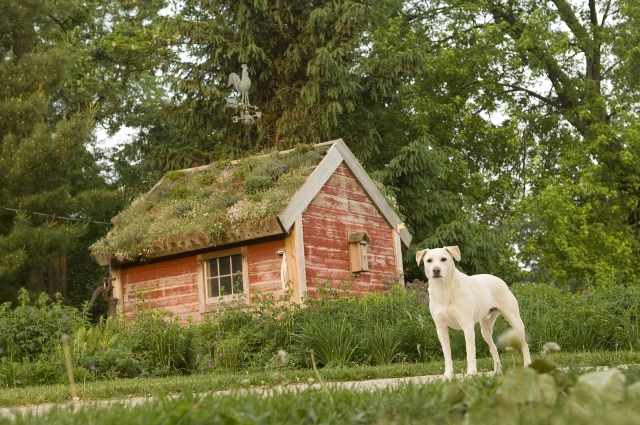 gps pet containment system