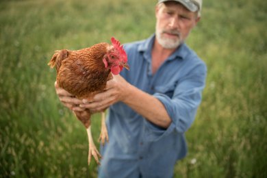 chicken-red-hand chicken pasture
