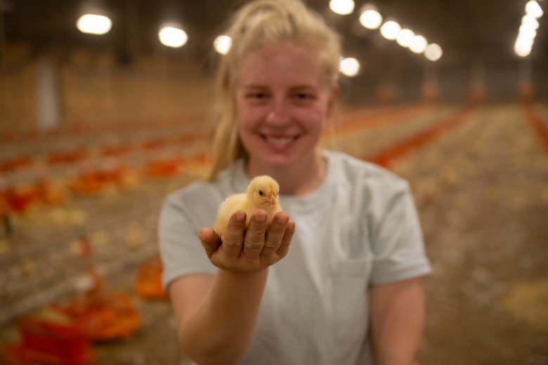 हन्ना-बोर्ग-होल्डिंग-चिकन नेब्रास्का के किसान हन्ना बोर्ग के पास एक चूजा है