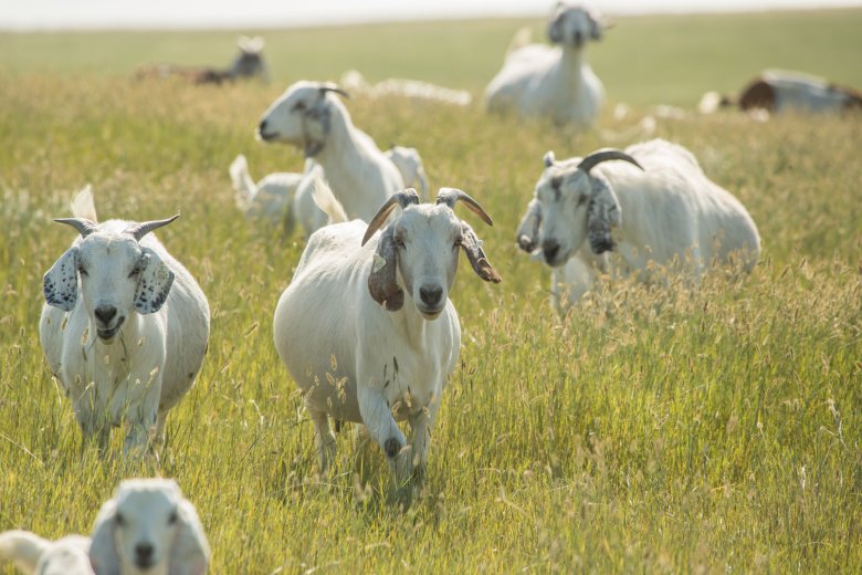 goats-pasture goats-savanna