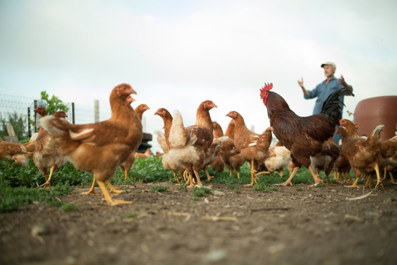 chickens-pasture-running chickens running