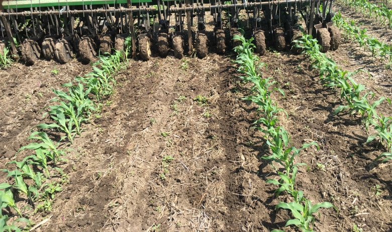 Tim-Siren-wide-rows inter seeding cover crops in wide corn rows
