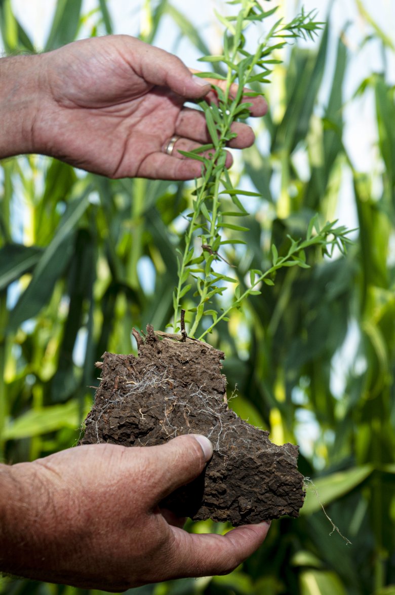 Cover-crop-soil Cover crop in soil in a farmer's hands
