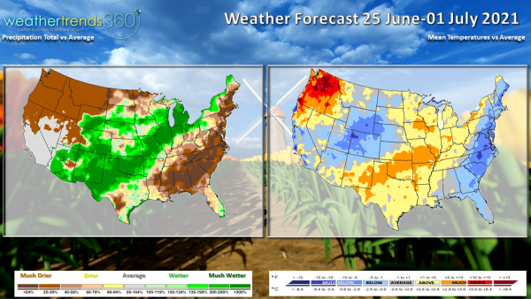 wt36062821 wt36062821