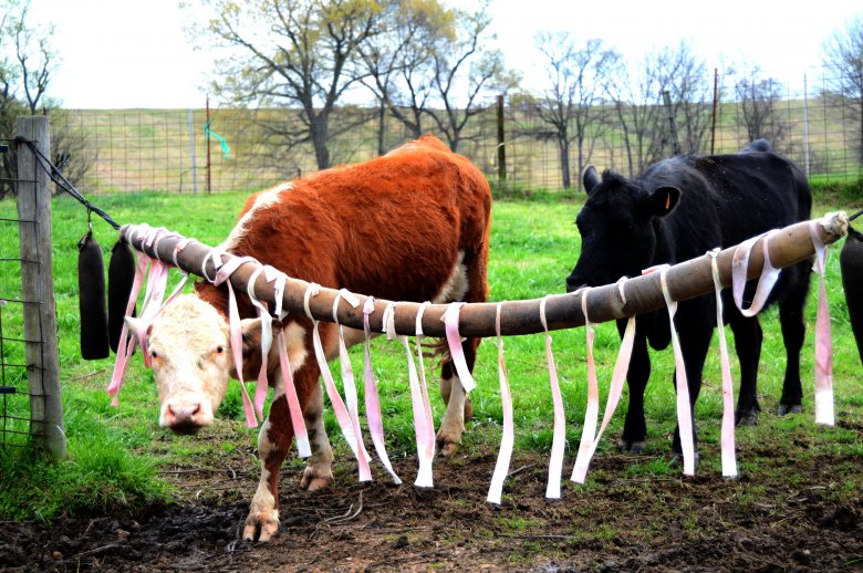 Cow-back-rubber Sapi menggunakan karet belakang untuk menggunakan insektisida