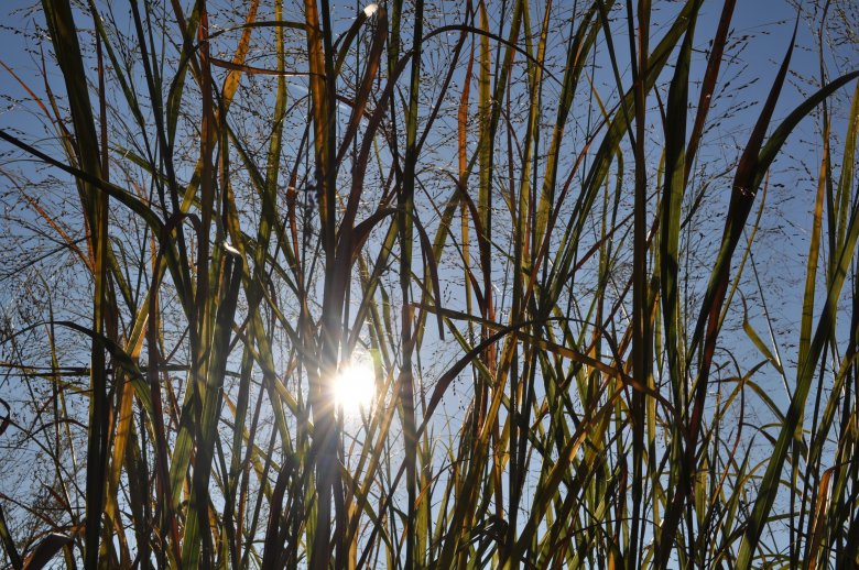 Switchgrass as an energy crop has untapped potential Successful Farming