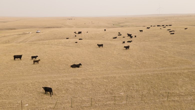Diversifying livestock and business on a South Dakota ranch ...