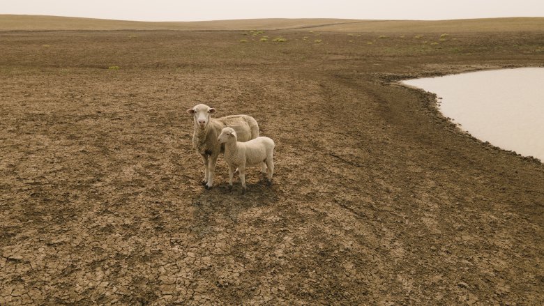 Diversifying livestock and business on a South Dakota ranch ...