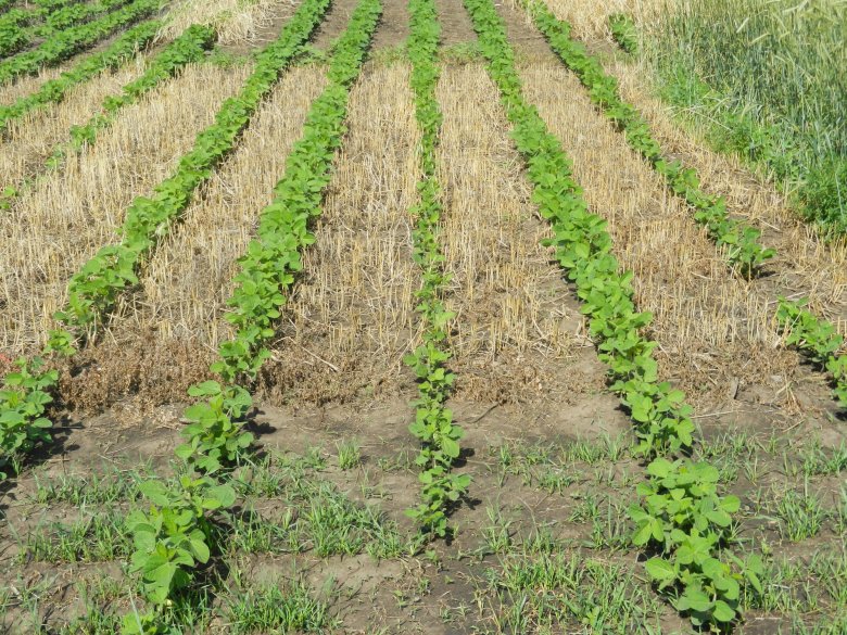 Use Rye as a Companion Crop for Soybeans Successful Farming