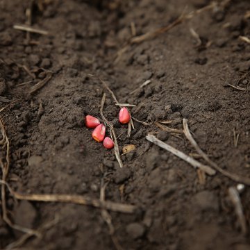 मिट्टी के ऊपर लेटी हुई मक्के के बीज का उपचार