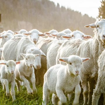https://static.agriculture.com/styles/node_article_image_full_large/s3/image/2020/05/27/PIC%202%20-%20sheeprunning%5B1%5D.jpg?timestamp=1590588411 https://static.agriculture.com/styles/node_article_image_full_large/s3/image/2020/05/27/PIC%202%20-%20sheeprunning%5B1%5D.jpg?timestamp=1590588411