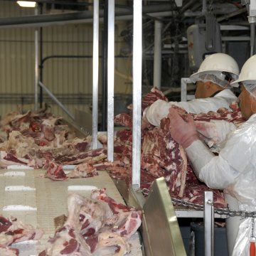 Workers at the Sam Kane beef slaughterhouse in Corpus Christi, Texas on June 10, 2008 dissect, sort and separate beef parts