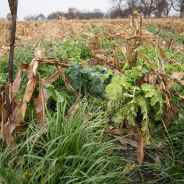 No-till cropping