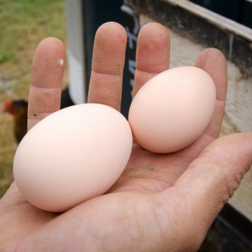 Record-breaking egg profits prompt accusation of price gouging (agriculture.com)