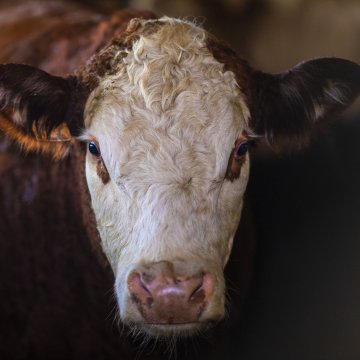 cattle