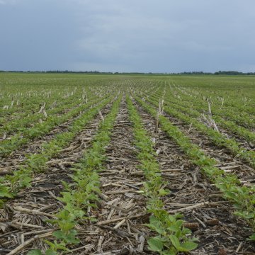 Eight tips to follow for variable-rate seeding in soybeans | Successful ...