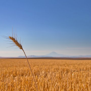 https://static.agriculture.com/styles/node_article_image_full_large/s3/s3fs-public/image/2016/03/28/WheatField-CloseUp.jpg?timestamp=1550617770 https://static.agriculture.com/styles/node_article_image_full_large/s3/s3fs-public/image/2016/03/28/WheatField-CloseUp.jpg?timestamp=1550617770