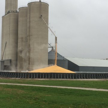A large corn pile outside.