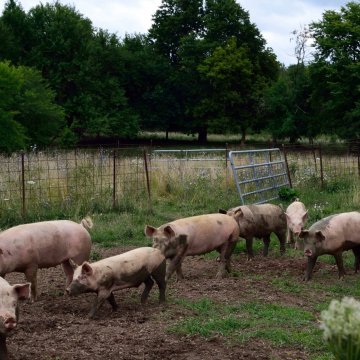 https://static.agriculture.com/styles/node_article_image_full_large/s3/s3fs-public/image/2016/12/07/102284268.jpg?timestamp=1481150424 https://static.agriculture.com/styles/node_article_image_full_large/s3/s3fs-public/image/2016/12/07/102284268.jpg?timestamp=1481150424