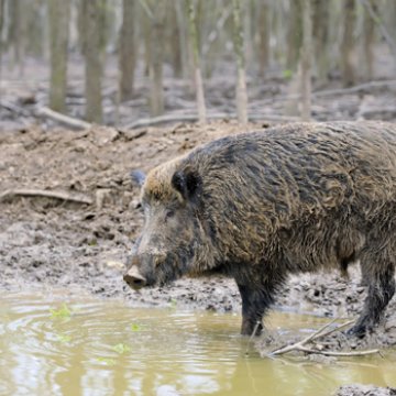 The battle to eradicate feral hogs  Successful Farming