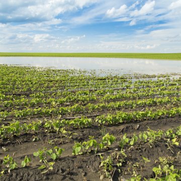 rows of crops
