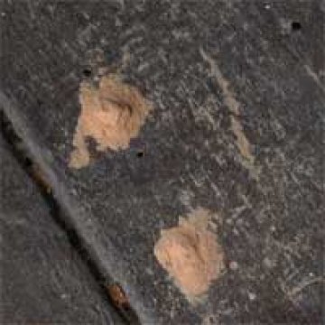 powderpost controlling beetle