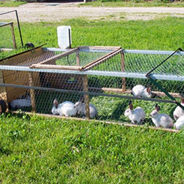 Raising Rabbits on Pasture | Successful Farming