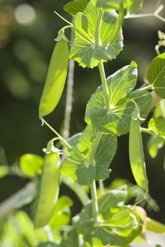 Growing Peas Successful Farming