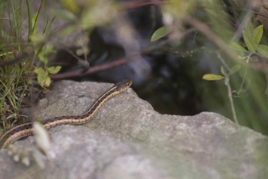 Snakes in the pond | Successful Farming