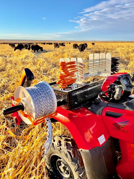 Grazing cover crops 101 Successful Farming