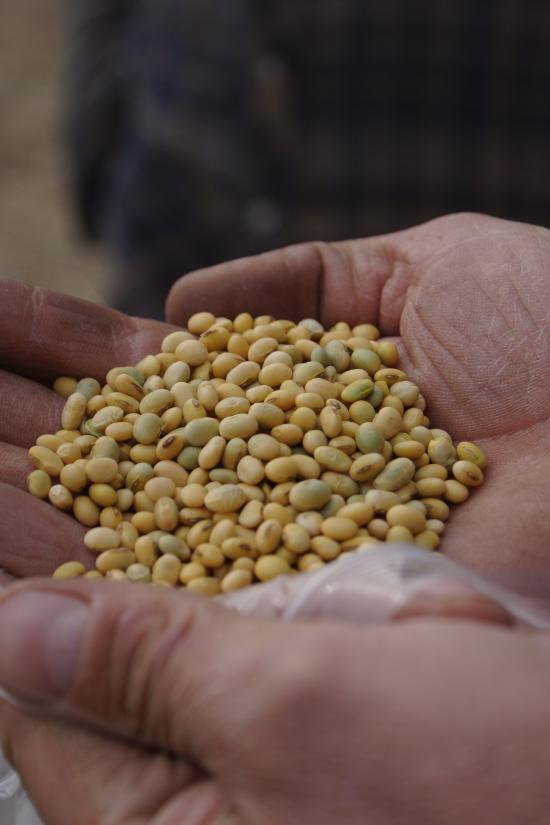 Xtendflex soybeans Successful Farming