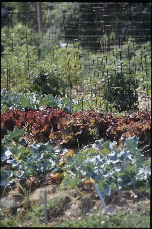 Vegetable crop rotation | Successful Farming