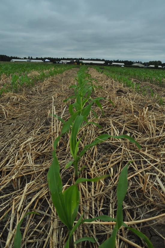 EPA approves new corn seed treatment Vayantis Successful Farming
