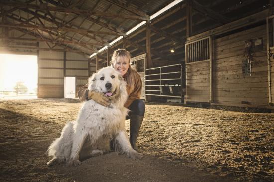 Livestock guard dogs grow in popularity among ranchers | Successful Farming