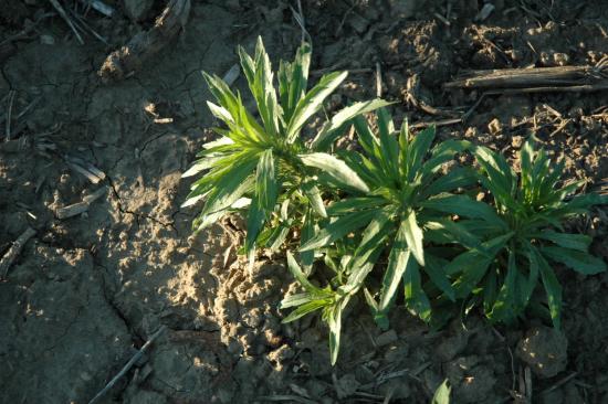 Wallpaper How To Control Marestail Successful Farming For iPhone