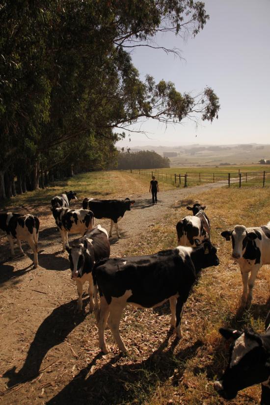 Local Butter Successful Farming