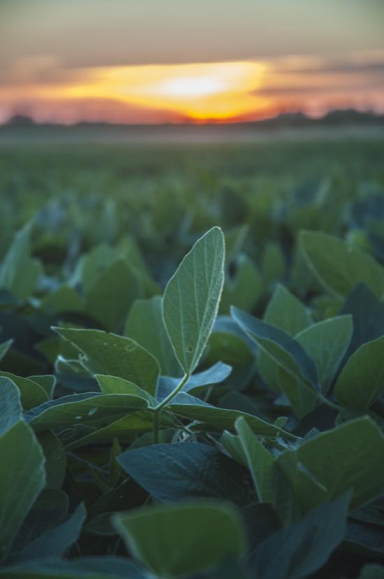 A Simplified Look at Soybean Maturity Groups Successful Farming
