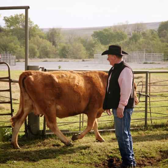 Commonsense Cattle Handling Successful Farming