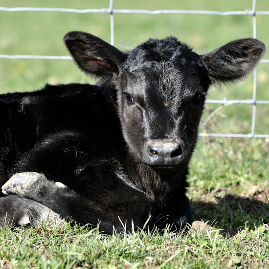 Managing hypothermia in newborn calves Successful Farming