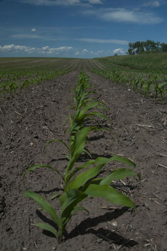 Why Tillage Erosion Is Bigger Than Wind and Water Erosion Successful
