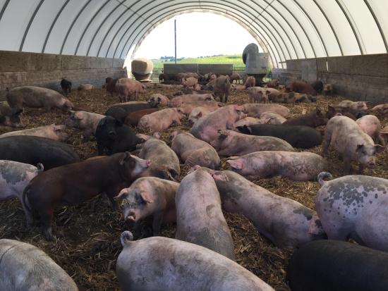 Going niche with Niman Ranch pork | Successful Farming