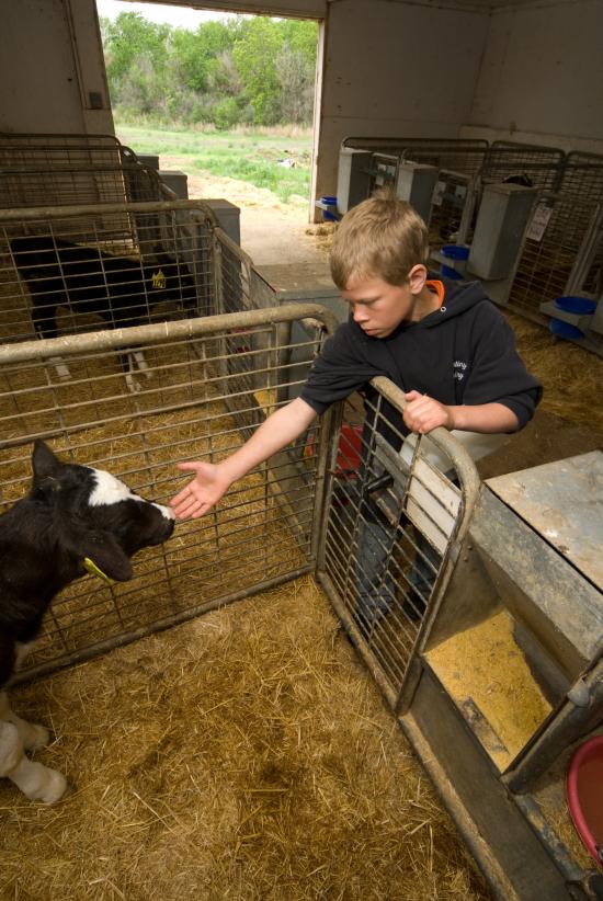 10 More Cattle Questions Successful Farming